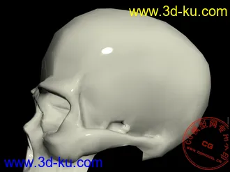 头骨模型（附模型文件）的图片