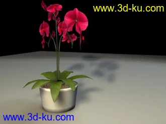 3D打印模型蝴蝶兰花的图片