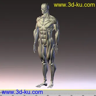 人体肌肉3D模型的图片