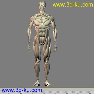 人体肌肉3D模型的图片