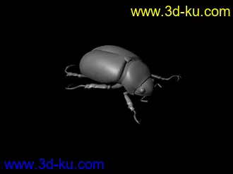 甲虫模型的图片