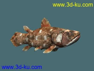 3D打印模型总鳍鱼的图片