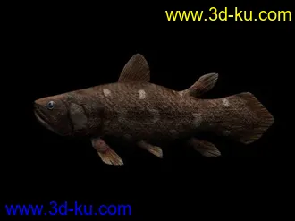 3D打印模型总鳍鱼的图片