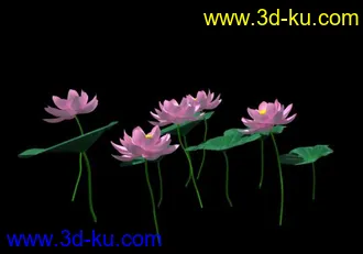 maya荷花模型  带材质的图片