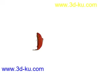 小红鲤鱼 模型 绑定 贴图 还有动作！的图片
