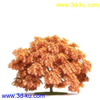 漂亮的风景树精品模型！不要错过！的图片