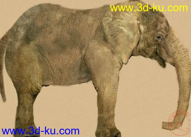 大象模型，带绑定和奔跑动作的图片1