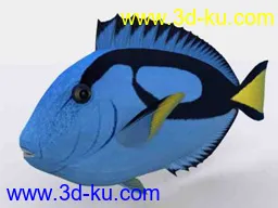 3D打印模型热带鱼的图片
