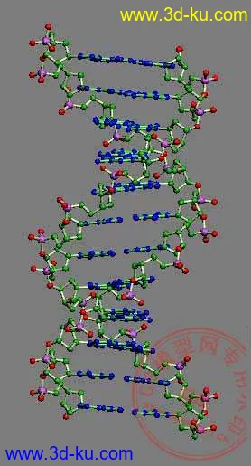 DNA 分子模型（感谢大家分享这一切！）的图片
