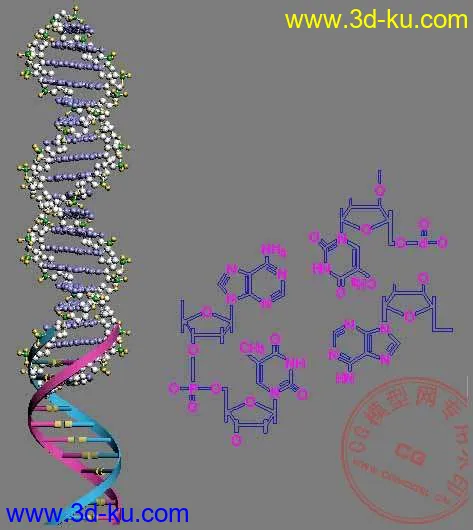 DNA 分子模型（感谢大家分享这一切！）的图片5