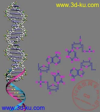 DNA 分子模型（感谢大家分享这一切！）的图片
