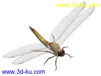 超精细蜻蜓模型！（带贴图）的图片