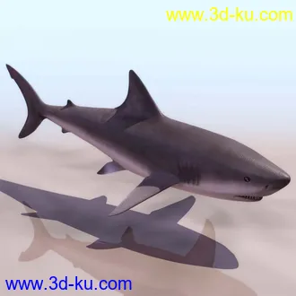 3D打印模型鲨鱼的图片
