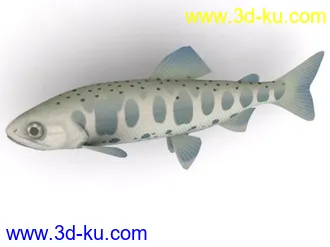 3D打印模型fish3的图片