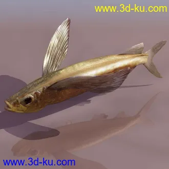 3D打印模型fish鱼的图片