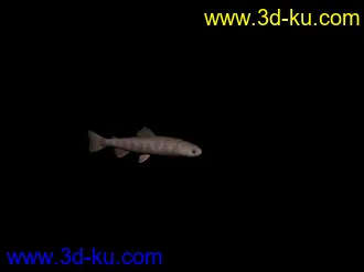 3D打印模型fish鱼的图片