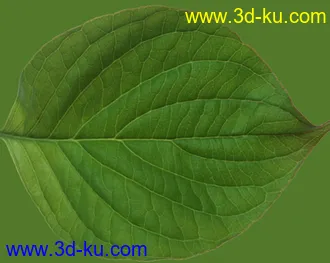 3D打印模型叶子文件材质补充的图片