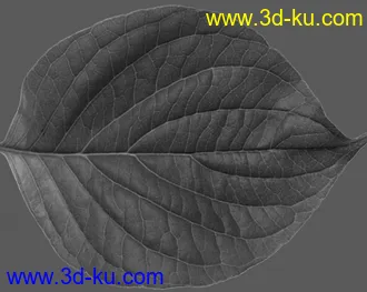 3D打印模型叶子文件材质补充的图片