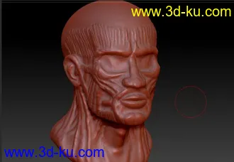 3D打印模型面部肌肉的图片