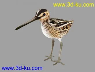 3D打印模型扇尾沙锥 可爱的小鸟哦的图片