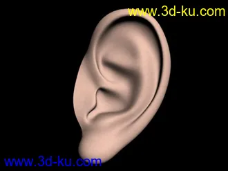 3D打印模型耳朵的图片