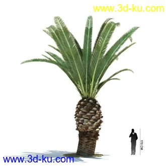 3D打印模型热带植物模vray）的图片