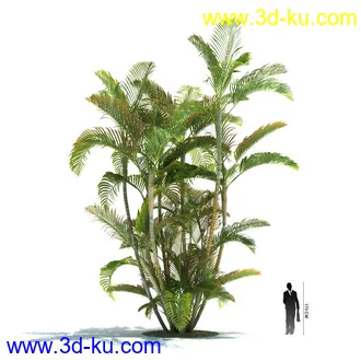 3D打印模型热带植物模vray）的图片