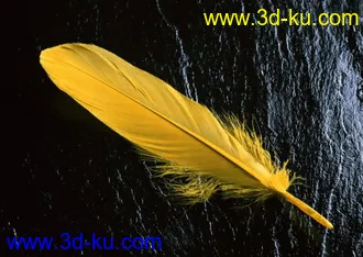 羽毛3D模型的图片