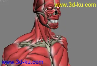 人体骨骼，肌肉模型解剖的图片