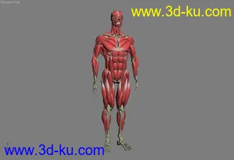 人体骨骼，肌肉模型解剖的图片