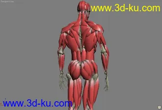 人体骨骼，肌肉模型解剖的图片
