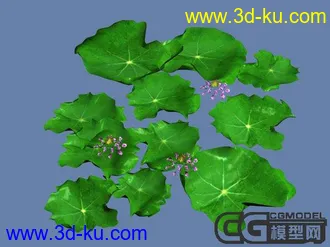 荷花模型的图片