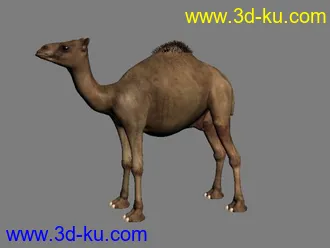 3D打印模型骆驼一只的图片