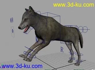 3D打印模型绑定好的狼的图片