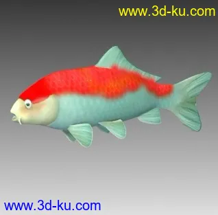 3D打印模型锦鲤Cryprinus carpiod的图片