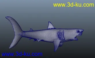 3D打印模型鲨鱼 精模的图片
