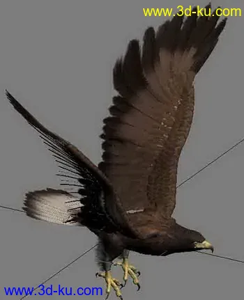 一只很帅的鹰模型的图片1