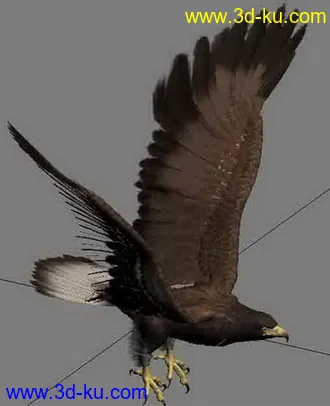 3D打印模型一只很帅的鹰的图片