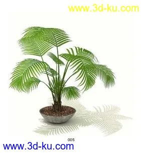 超精美植物模型的图片