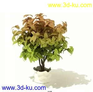 超精美植物模型的图片