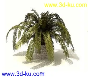高精度树模型的图片