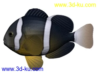 3D打印模型美丽得鱼的图片
