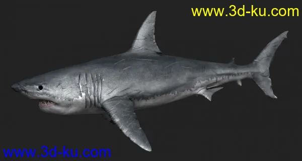3S材质鲨鱼_忘记是什么时候收藏的了模型的图片1