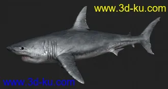 3D打印模型3S材质鲨鱼_忘记是什么时候收藏的了的图片