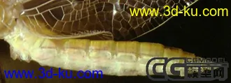 3D打印模型精致的蜻蜓的图片