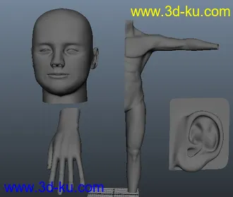 3D打印模型人体各部分建模步骤（适合初学者）的图片