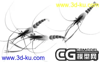 3D打印模型水墨虾一个的图片