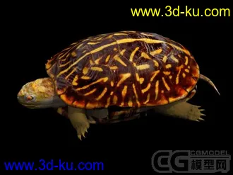 3D打印模型呵呵 发个王八...的图片