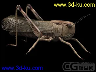 3D打印模型蚂蚱一只的图片