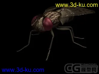 3D打印模型苍蝇一只的图片